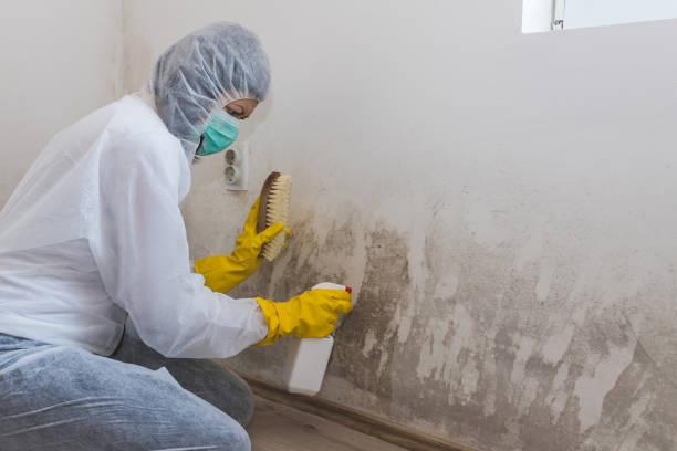 Best Certified Mold Removal  in Coulee Dam, WA