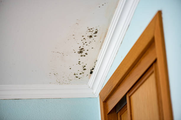 Best Professional Mold Removal  in Coulee Dam, WA