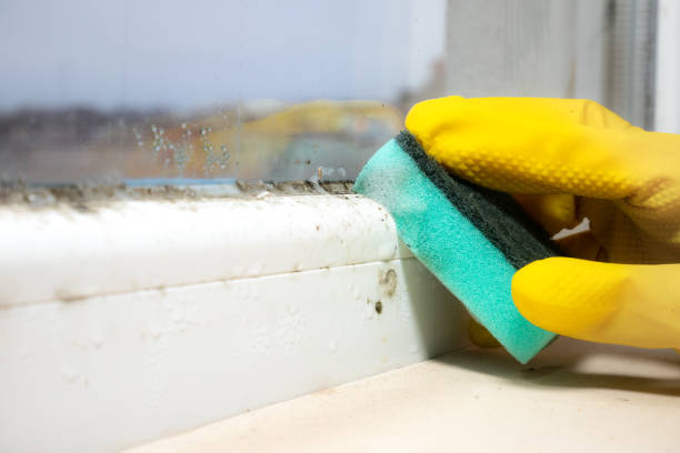 Best Black Mold Removal  in Coulee Dam, WA