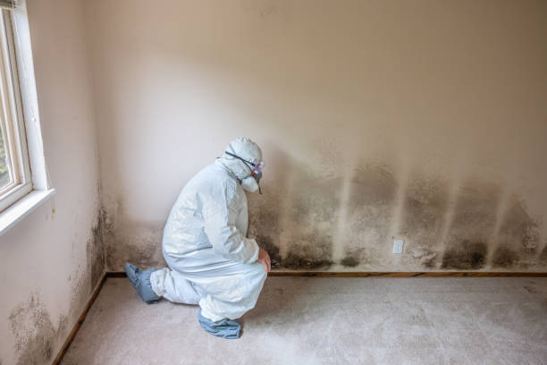 Best Mold Removal Company Near Me  in Coulee Dam, WA