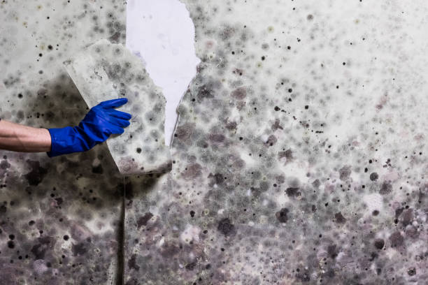 Best Office Mold Removal Services  in Coulee Dam, WA